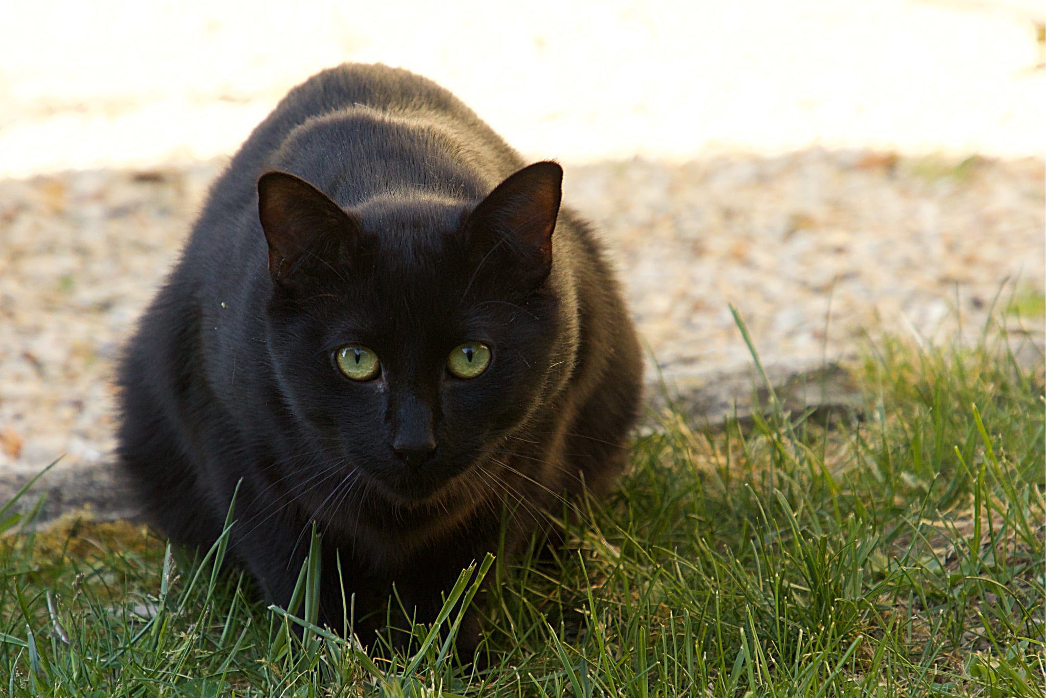 Photo de Simba